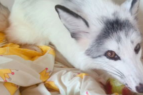 娱乐吃瓜丫狐狸,揭秘网红丫狐狸的幕后故事