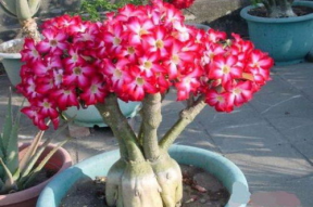 娱乐吃瓜酱沙漠玫瑰,娱乐吃瓜酱的璀璨绽放