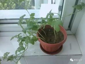 吃瓜娱乐圈花盆