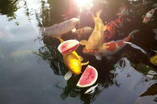 锦鲤娱乐吃瓜,揭秘娱乐圈的“吃瓜”风云